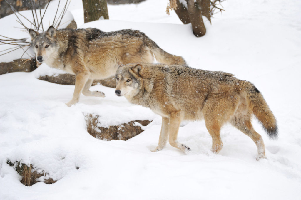 Wild gray wolf in winter