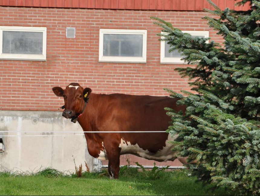 Cow outside the barn at Skjetlein